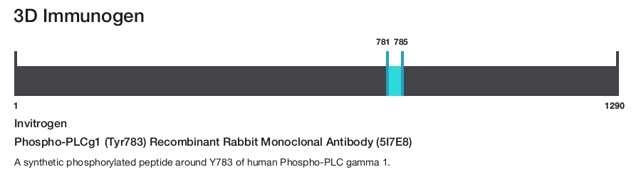 Phospho-PLCg1 (Tyr783) Recombinant Rabbit Monoclonal Antibody (5I7E8)