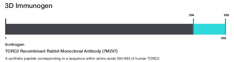 TORC2 Recombinant Rabbit Monoclonal Antibody (7M2V7)