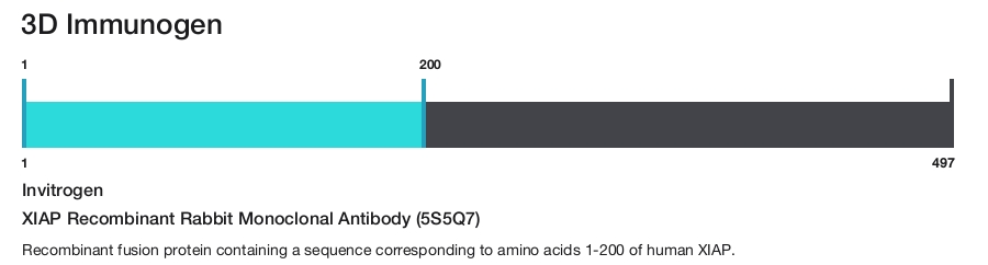 XIAP Recombinant Rabbit Monoclonal Antibody (5S5Q7)