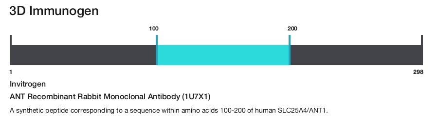 ANT Recombinant Rabbit Monoclonal Antibody (1U7X1)