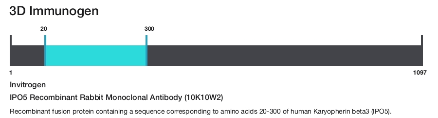 IPO5 Recombinant Rabbit Monoclonal Antibody (10K10W2)