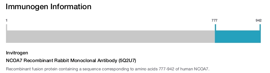 NCOA7 Recombinant Rabbit Monoclonal Antibody (5Q2U7)