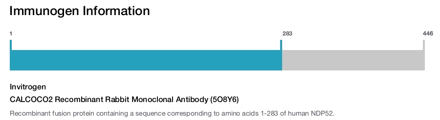 CALCOCO2 Recombinant Rabbit Monoclonal Antibody (5O8Y6)