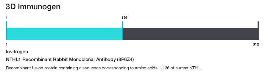 NTHL1 Recombinant Rabbit Monoclonal Antibody (8P6Z4)