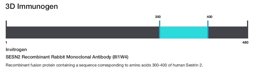 SESN2 Recombinant Rabbit Monoclonal Antibody (8I1W4)