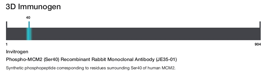 Phospho-MCM2 (Ser40) Recombinant Rabbit Monoclonal Antibody (JE35-01)