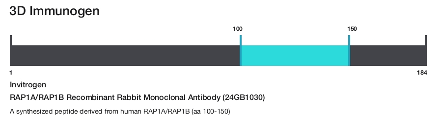 RAP1A/RAP1B Recombinant Rabbit Monoclonal Antibody (24GB1030)