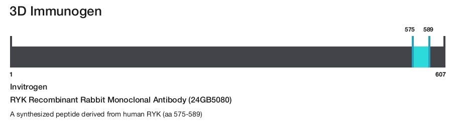 RYK Recombinant Rabbit Monoclonal Antibody (24GB5080)