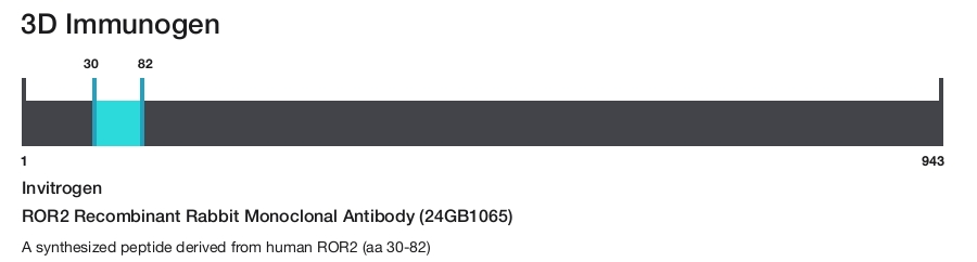 ROR2 Recombinant Rabbit Monoclonal Antibody (24GB1065)