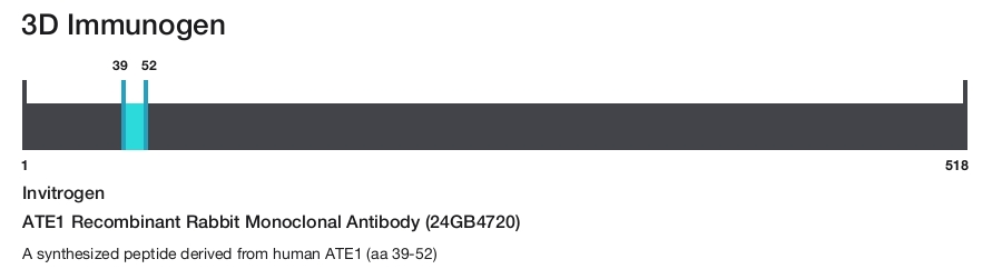 ATE1 Recombinant Rabbit Monoclonal Antibody (24GB4720)