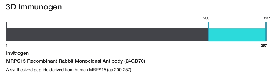 MRPS15 Recombinant Rabbit Monoclonal Antibody (24GB70)