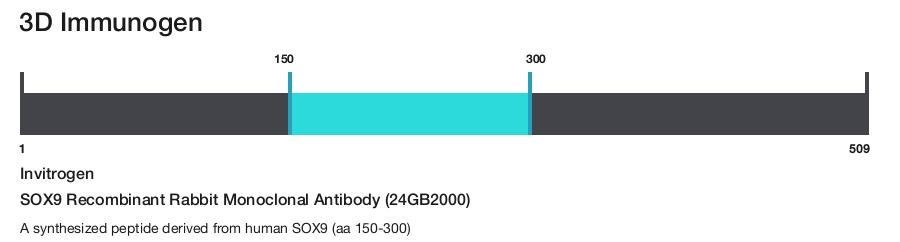 SOX9 Recombinant Rabbit Monoclonal Antibody (24GB2000)