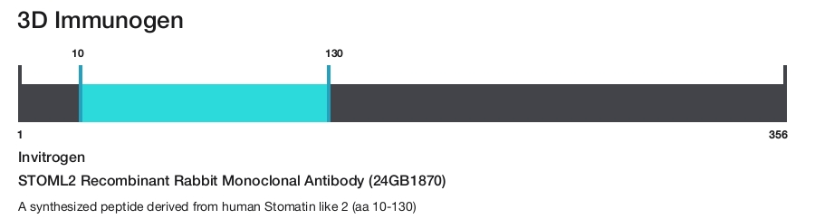 STOML2 Recombinant Rabbit Monoclonal Antibody (24GB1870)
