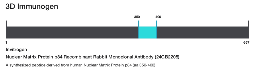 Nuclear Matrix Protein p84 Recombinant Rabbit Monoclonal Antibody (24GB2205)