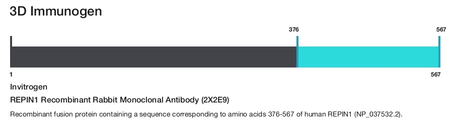REPIN1 Recombinant Rabbit Monoclonal Antibody (2X2E9)
