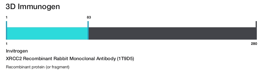XRCC2 Recombinant Rabbit Monoclonal Antibody (1T9D5)