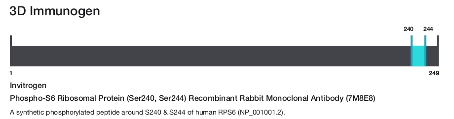 Phospho-S6 Ribosomal Protein (Ser240, Ser244) Recombinant Rabbit Monoclonal Antibody (7M8E8)