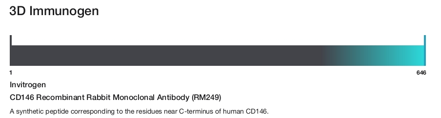 CD146 Recombinant Rabbit Monoclonal Antibody (RM249)