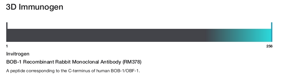 BOB-1 Recombinant Rabbit Monoclonal Antibody (RM378)