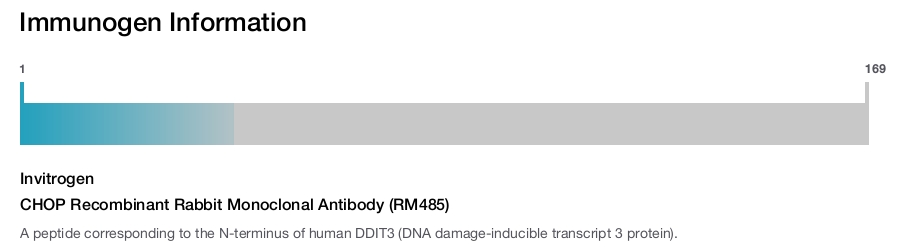 CHOP Recombinant Rabbit Monoclonal Antibody (RM485)