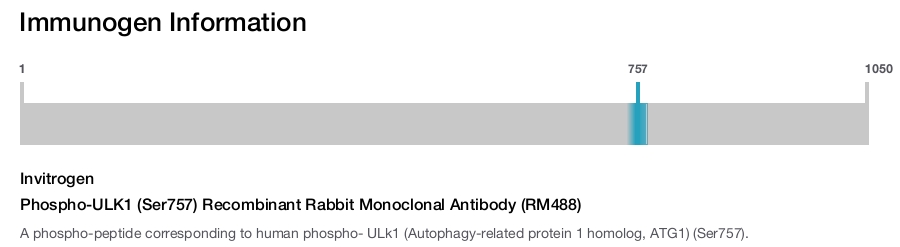 Phospho-ULK1 (Ser757) Recombinant Rabbit Monoclonal Antibody (RM488)