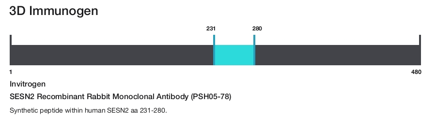 SESN2 Recombinant Rabbit Monoclonal Antibody (PSH05-78)