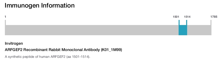 ARFGEF2 Recombinant Rabbit Monoclonal Antibody (K01_1M99)