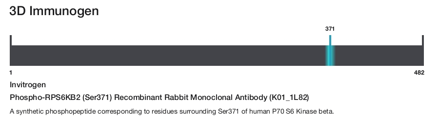Phospho-RPS6KB2 (Ser371) Recombinant Rabbit Monoclonal Antibody (K01_1L82)