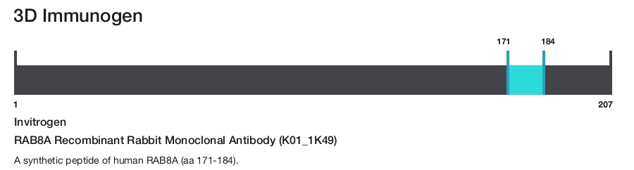 RAB8A Recombinant Rabbit Monoclonal Antibody (K01_1K49)