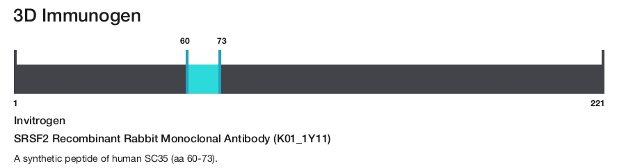 SRSF2 Recombinant Rabbit Monoclonal Antibody (K01_1Y11)
