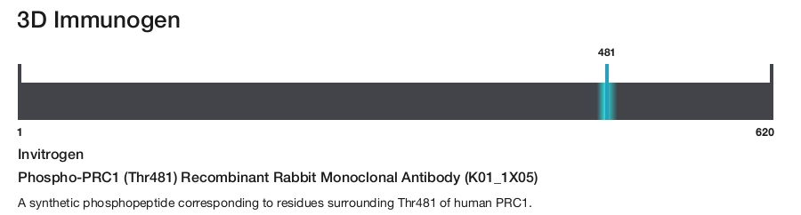 Phospho-PRC1 (Thr481) Recombinant Rabbit Monoclonal Antibody (K01_1X05)