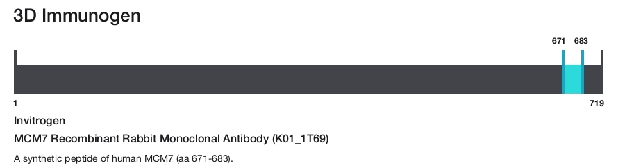 MCM7 Recombinant Rabbit Monoclonal Antibody (K01_1T69)