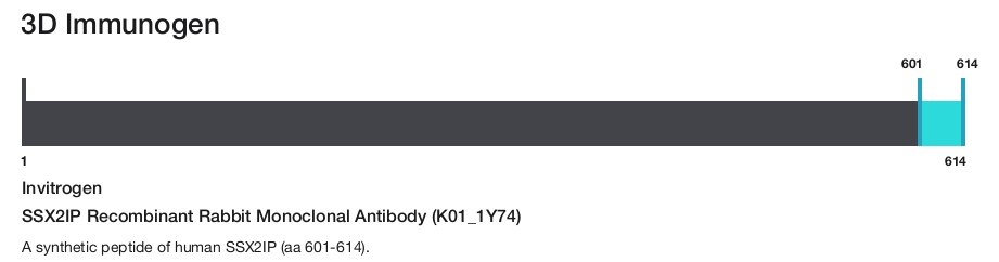SSX2IP Recombinant Rabbit Monoclonal Antibody (K01_1Y74)