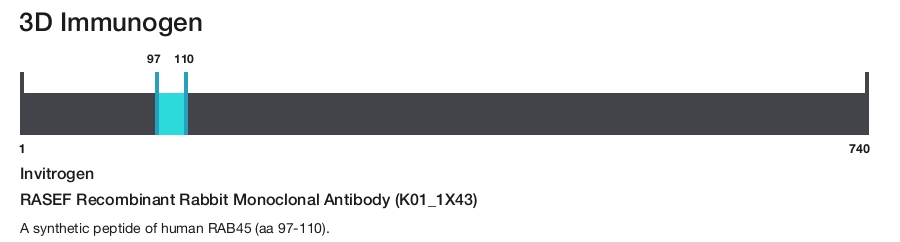 RASEF Recombinant Rabbit Monoclonal Antibody (K01_1X43)