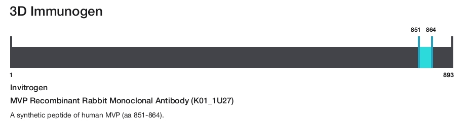 MVP Recombinant Rabbit Monoclonal Antibody (K01_1U27)