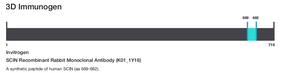 SCIN Recombinant Rabbit Monoclonal Antibody (K01_1Y16)