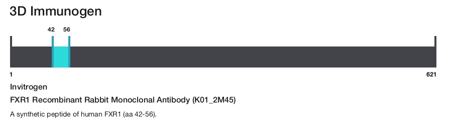 FXR1 Recombinant Rabbit Monoclonal Antibody (K01_2M45)