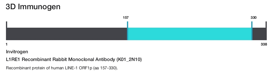 L1RE1 Recombinant Rabbit Monoclonal Antibody (K01_2N10)
