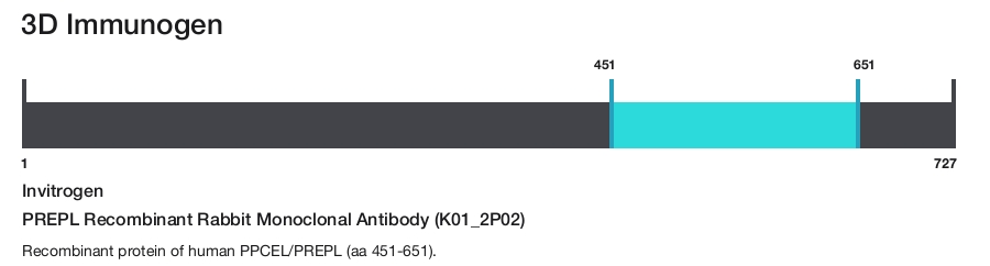 PREPL Recombinant Rabbit Monoclonal Antibody (K01_2P02)
