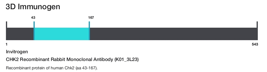 CHK2 Recombinant Rabbit Monoclonal Antibody (K01_3L23)