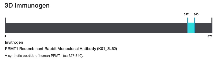 PRMT1 Recombinant Rabbit Monoclonal Antibody (K01_3L62)