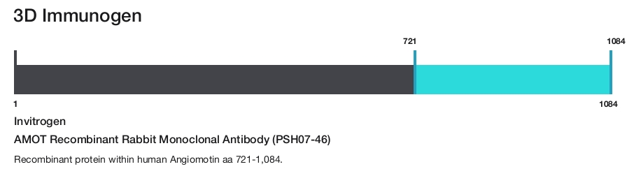 AMOT Recombinant Rabbit Monoclonal Antibody (PSH07-46)