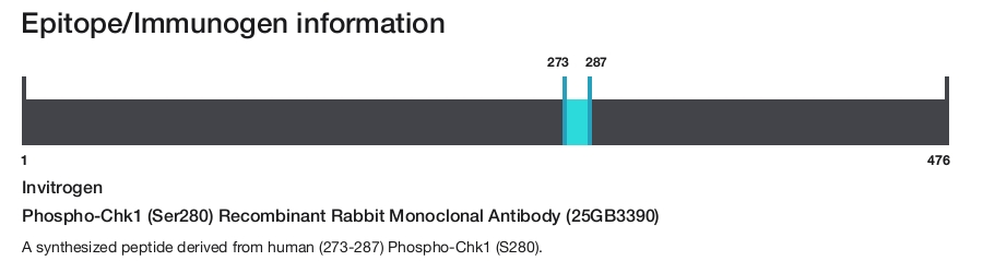 Phospho-Chk1 (Ser280) Recombinant Rabbit Monoclonal Antibody (25GB3390)