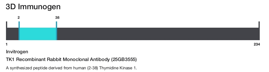TK1 Recombinant Rabbit Monoclonal Antibody (25GB3555)