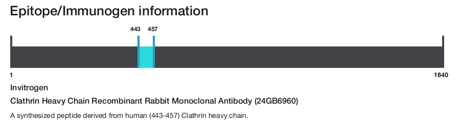 Clathrin Heavy Chain Recombinant Rabbit Monoclonal Antibody (24GB6960)