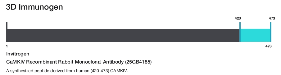 CaMKIV Recombinant Rabbit Monoclonal Antibody (25GB4185)