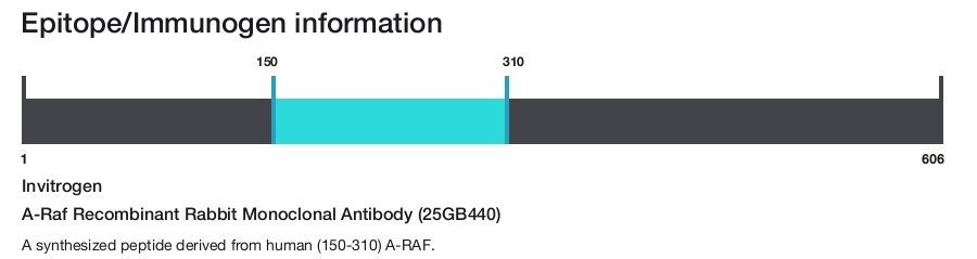 A-Raf Recombinant Rabbit Monoclonal Antibody (25GB440)