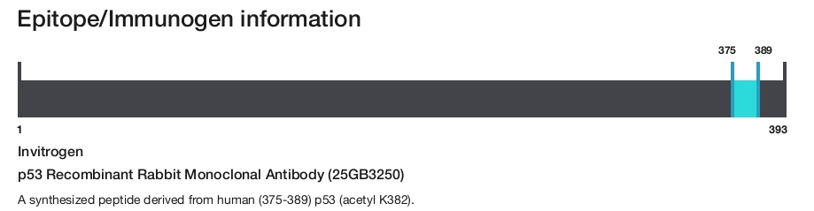 p53 Recombinant Rabbit Monoclonal Antibody (25GB3250)
