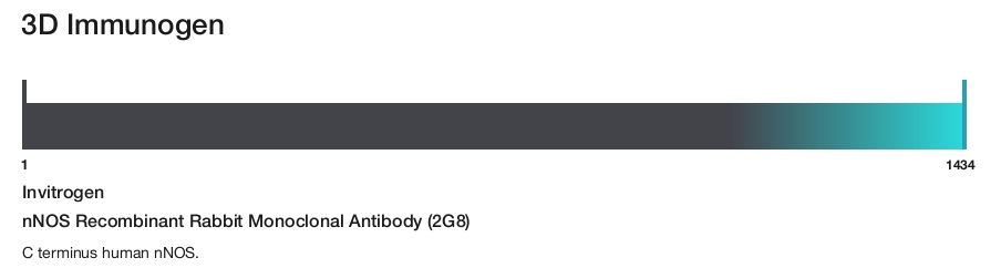 nNOS Recombinant Rabbit Monoclonal Antibody (2G8)