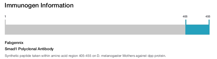 Smad1 Polyclonal Antibody